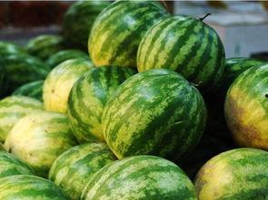 蓝帽子讲吃瓜,揭秘瓜果美食的奥秘