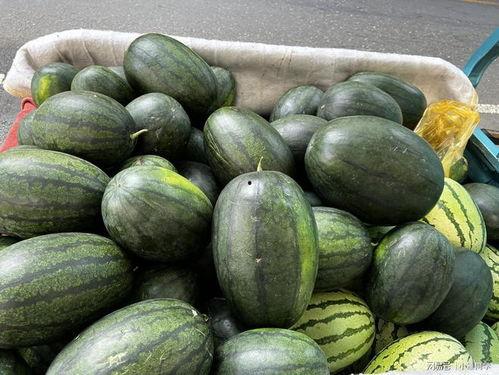 瓜六喜欢吃瓜吗,揭秘瓜六的瓜食偏好