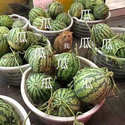 吃前女友瓜,一段情感纠葛的真相揭晓