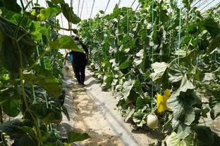 太仆寺旗吃瓜视频