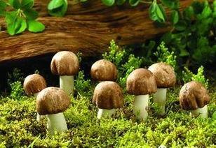 蘑菇在线吃瓜,揭秘网络世界的趣味与争议