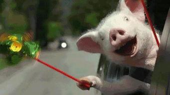 吃瓜大神one,吃瓜大神One带你领略幕后风云