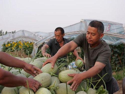 移民村直播吃瓜,一场别开生面的“吃瓜”盛宴