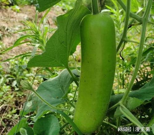 瓠子瓜怎么炒菜吃,家常美味，清爽可口