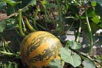 什么瓜只吃籽,营养与美味的完美结合