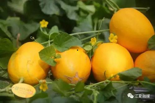 金灿灿吃瓜,揭秘娱乐圈幕后故事