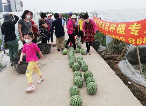 上海吃瓜比赛,一场舌尖上的趣味竞技盛宴