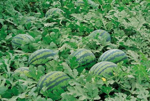 缅甸木姐吃瓜群,瓜田里的欢乐时光