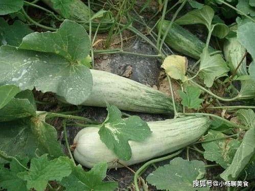 每天吃酥瓜好么,健康生活新选择