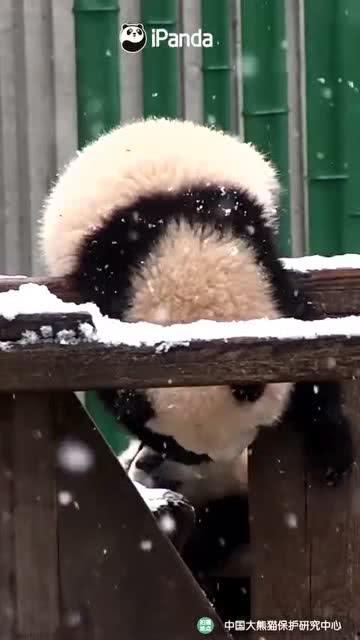 吃瓜小熊天鹅,吃瓜小熊与天鹅的奇幻之旅