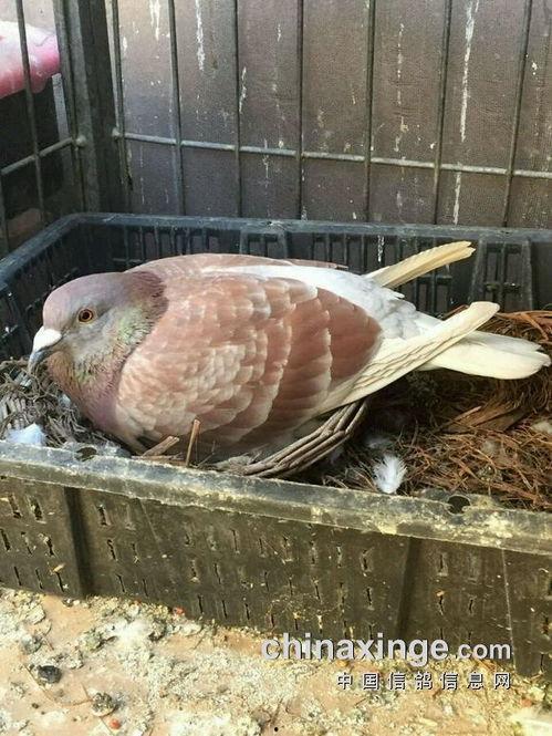 鸽吃瓜,揭秘鸽子的趣味生活