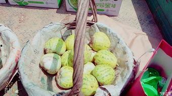 咖波吃瓜,揭秘娱乐圈幕后故事